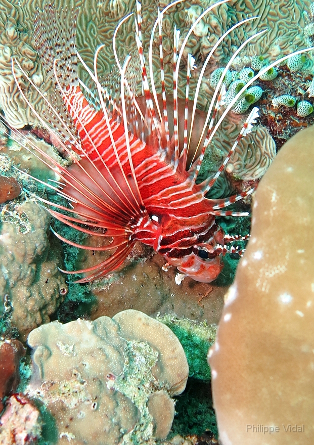 Velidhu - 2013_03_13 - IMG_0651r_Laffe cornu ou poisson diale ou pterois a antennes - Pterois antennata_Gemburuna east_Plongee.jpg